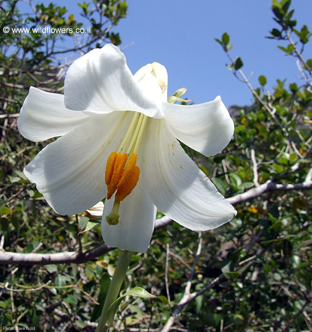 Lilium candidum